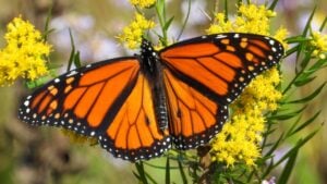 Monarch Butterfly (Danaus plexippus) Feeding on Wildflowers in Summer Prairie