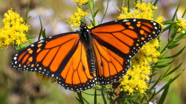 Monarch Butterfly (Danaus plexippus) Feeding on Wildflowers in Summer Prairie