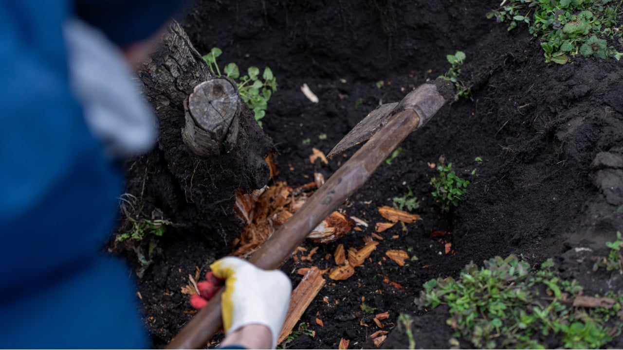 Person using axe to split tree root inside soil pit, closeup of stump removal process during outdoor garden work.