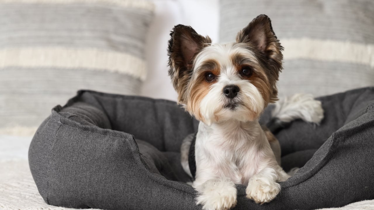 Adorable Biewer Terrier dog lying in pet bed at home