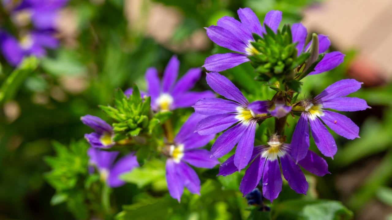 Close up of purple fan flower Scaevola aemula blooming in sunny garden