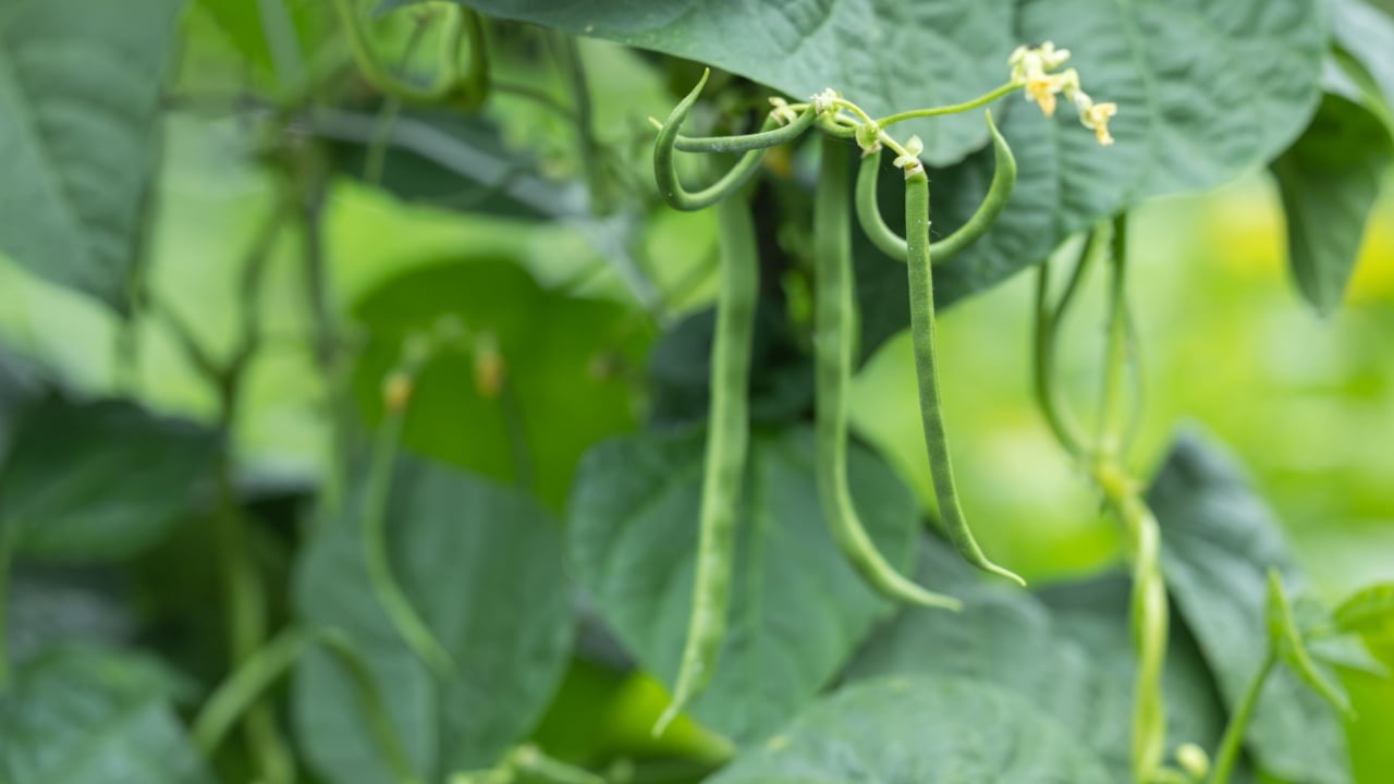 Vigna unguiculata also known with common name cowpea, black eyed pea, asparagus bean with green immature beans hanging on the plant commonly used as vegetable of it's edible bean
