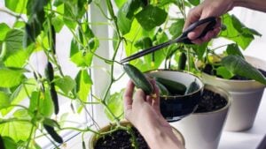 Growing cucumbers indoors in pots by the window with hand picking cucumbers.