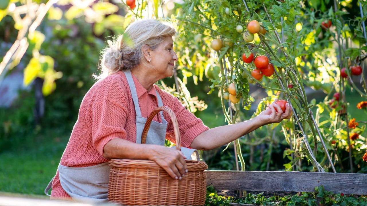 Smiling elderly gardener harvesting fresh tomato in garden.