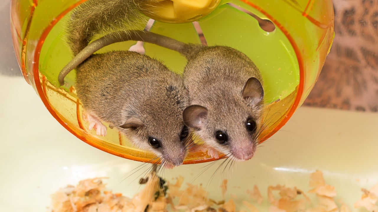 African Pygmy Dormice on running wheel
