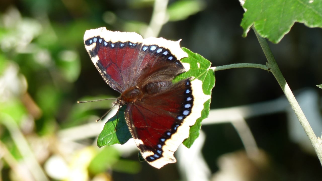 Nymphalis antiopa, known as the mourning cloak in North America and the Camberwell beauty in Britain, is a large butterfly native to Eurasia and North America.