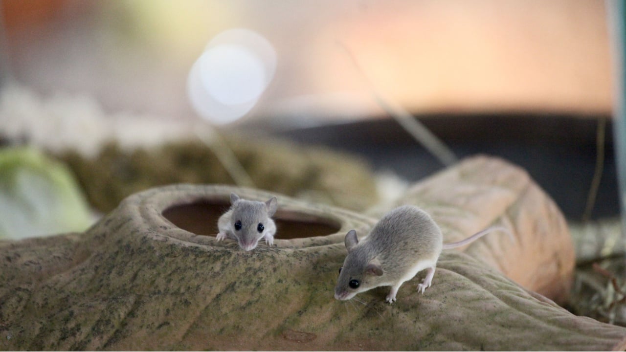 Two African Pygmy Mouses