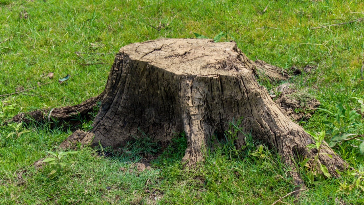 stump on green grass or graden