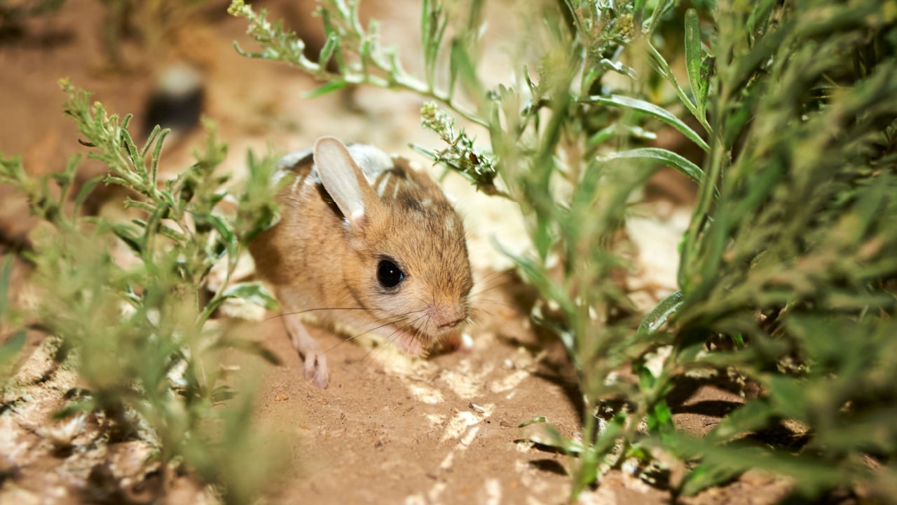 Jerboa