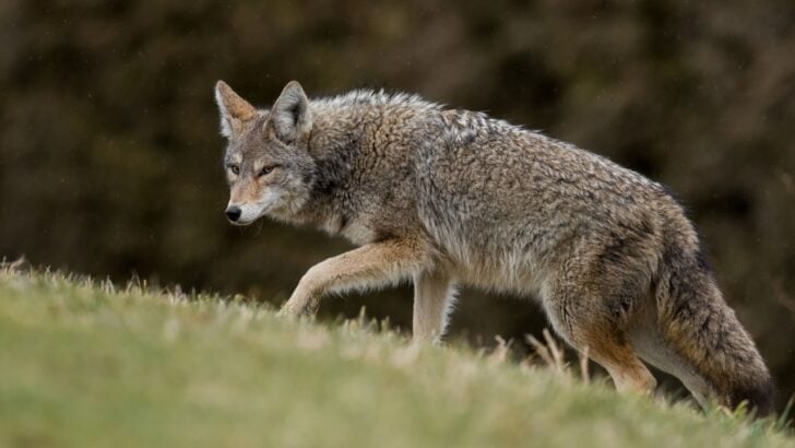 12 Tips to Get Coyotes Out of the Yard for Good