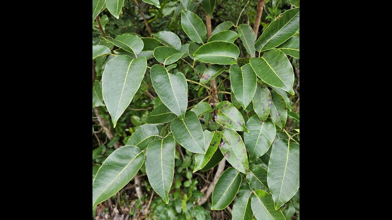 The leaves of a poison wood tree in the Bahamas