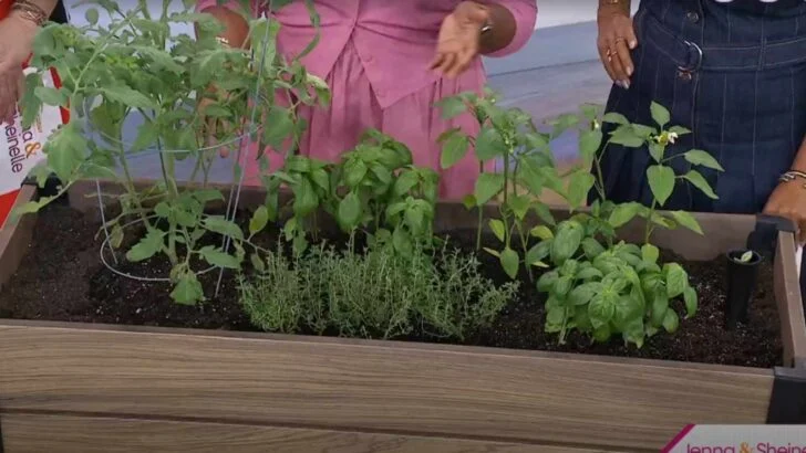 I Killed Every Plant I Touched, Until a 4-Minute TV Segment Saved My Spring Garden