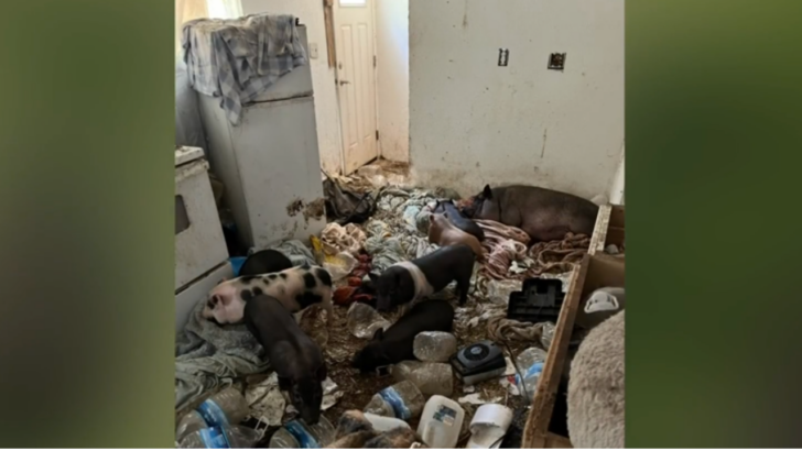 Over 50 Pigs Found in Woman’s Home After Police Investigate Neighbors’ Rat Infestation Complaints