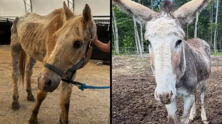 13 Animals Were Relocated to a Loving Shelter After Being Found in Filthy Conditions