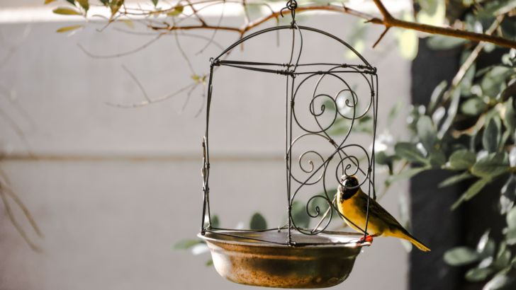 Upstairs Neighbors’ Bird Feeders Spark a Debate, and a Mess Below