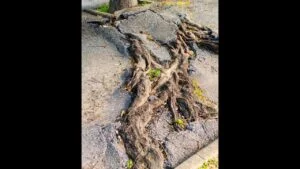 Broken sprouted tree roots asphalt road close up