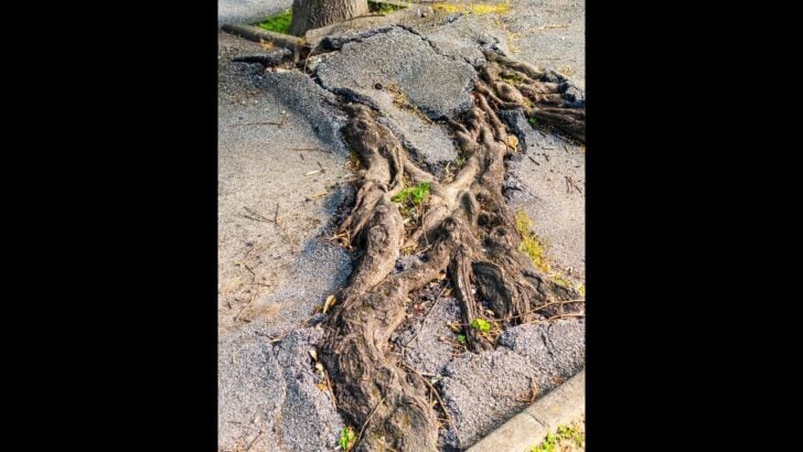Is Your Foundation In Danger? If You Have Any of These 10 Trees in Your Yard, It Might Be