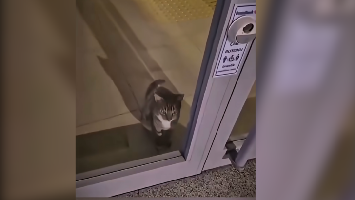Police Responded to a Bank Alarm and Found a “Cat Burglar”