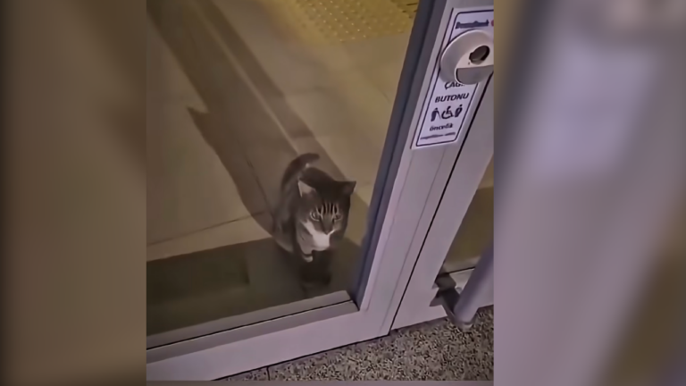 Police Responded to a Bank Alarm and Found a “Cat Burglar”