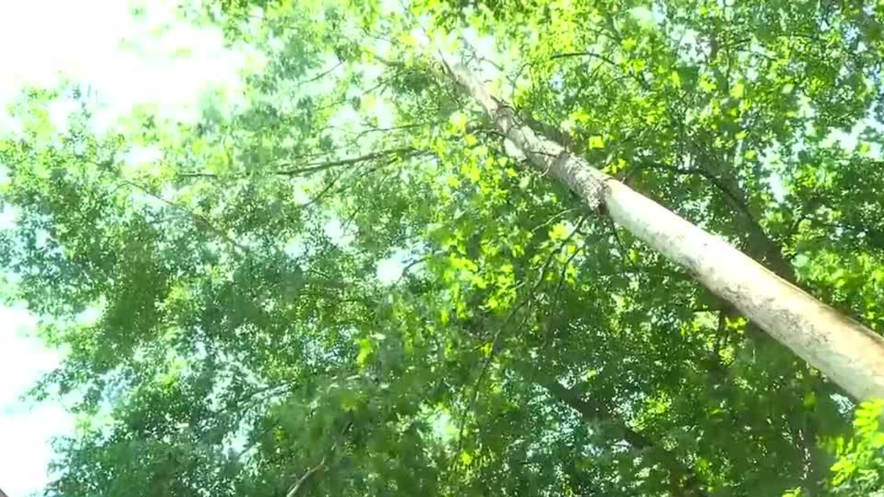Cracked Tree on Neighbor's House