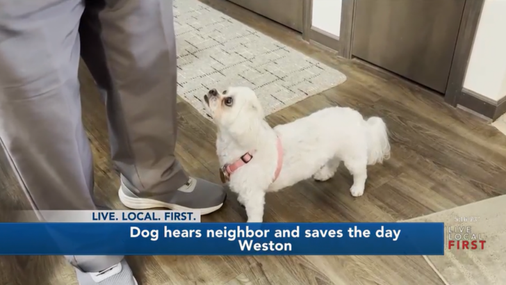 This Wisconsin Dog is a Hero, Hearing a Neighbor’s Calls for Help
