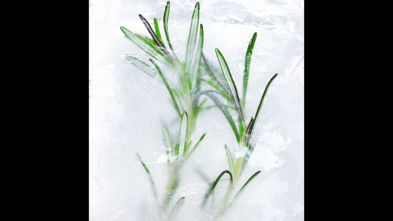 Frozen plant inside piece of ice close up. Icy herb texture. Cool rosemary
