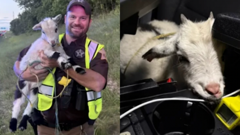 Indiana Deputies Rescued a Baby Goat From the Interstate, and the Internet Crowned One of Them the G.O.A.T.