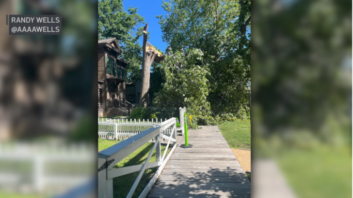 Last Living ‘Witness’ Tree Outside Abraham Lincoln’s Former Home Has Been Destroyed By Storms
