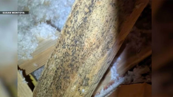 A Florida Homeowner’s Sale Fell Apart After This Attic Discovery