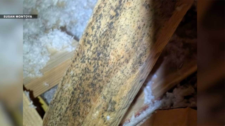 A Florida Homeowner’s Sale Fell Apart After This Attic Discovery