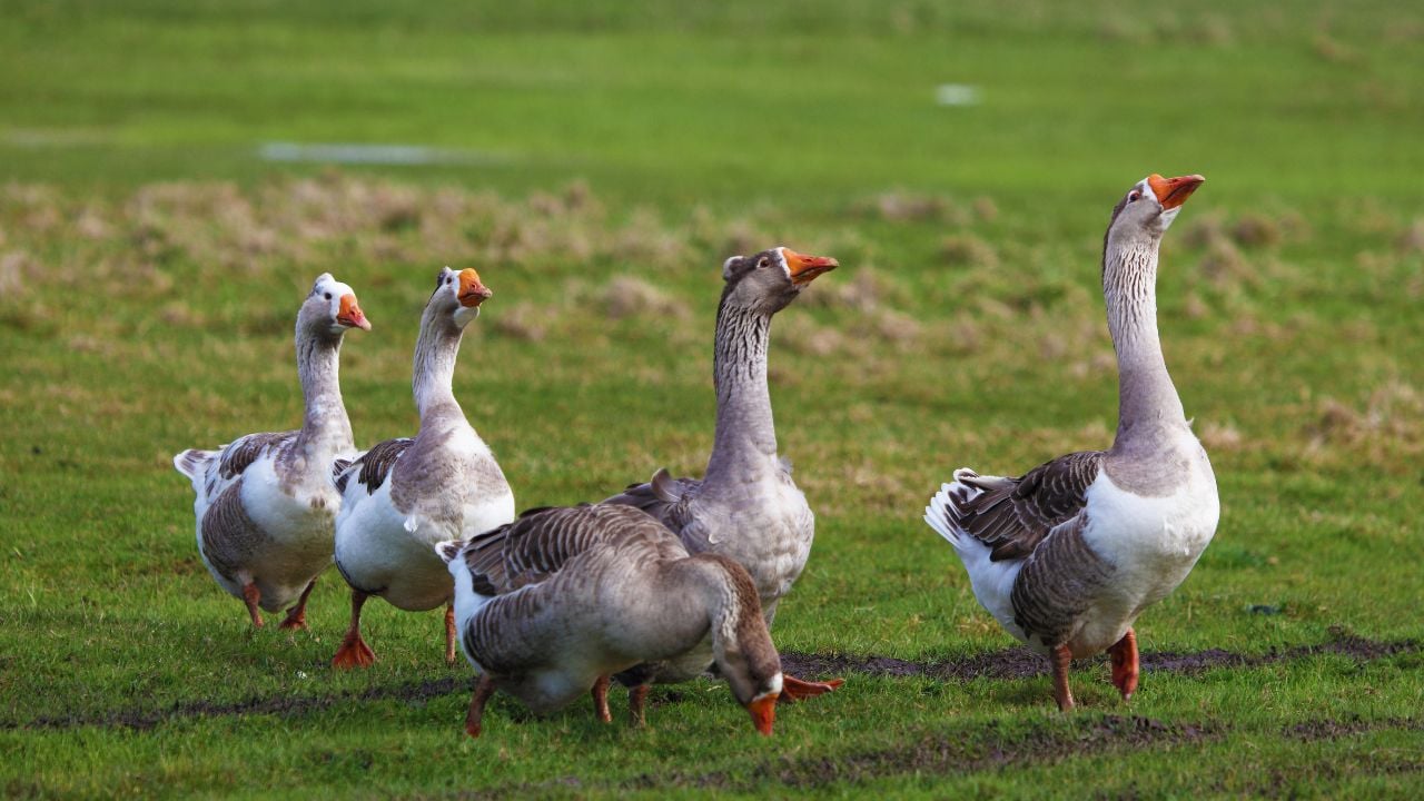 five gray and white geese