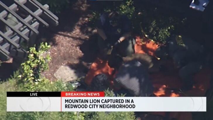 Mountain Lion Captured In Redwood City Backyard After Police Warn Residents To Bring Pets Inside