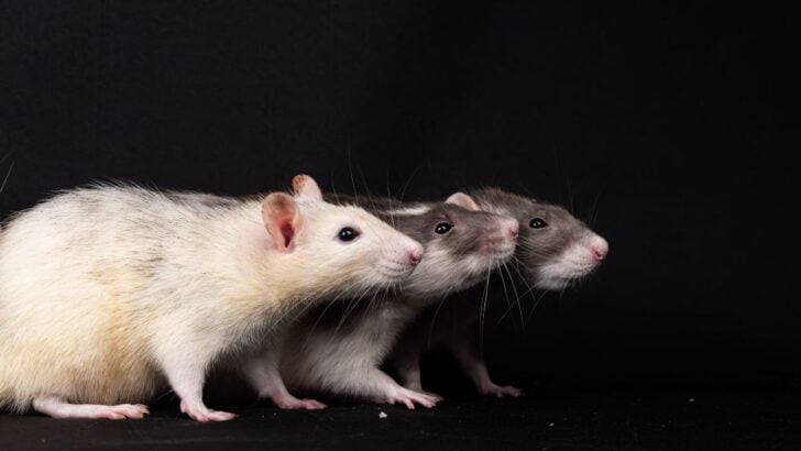 Warmer Weather Is Sending Rodents, Termites, And Mosquitoes Toward Homes Before Summer Peaks