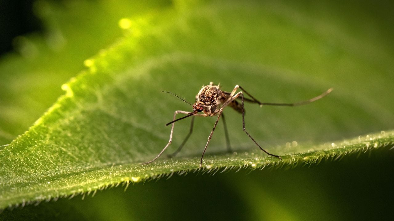 Mosquito