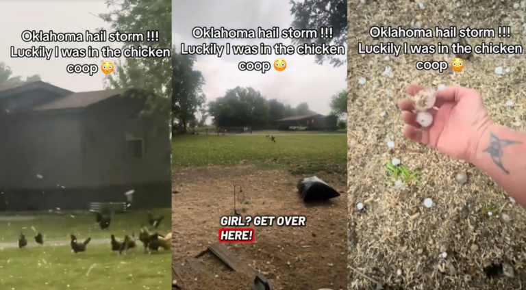 Oklahoma Farmer Corrals Chickens Into Their Coop During a Dangerous Hailstorm