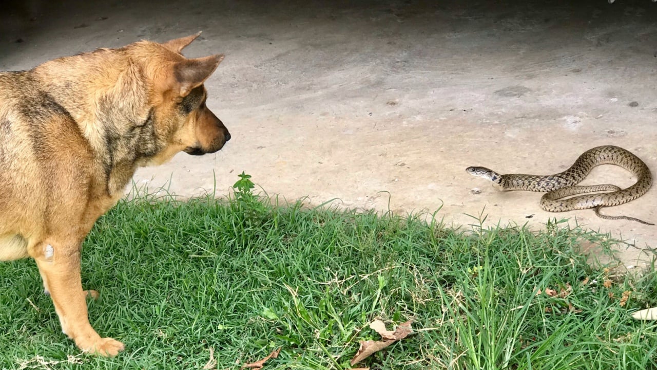 The dog stood and looked at the snake crawling on the concrete floor.
