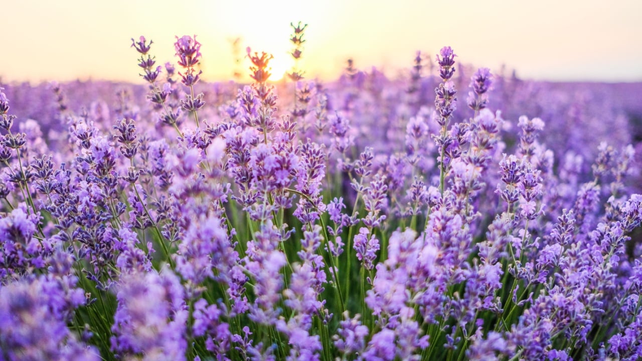 Sunset over a violet lavender field