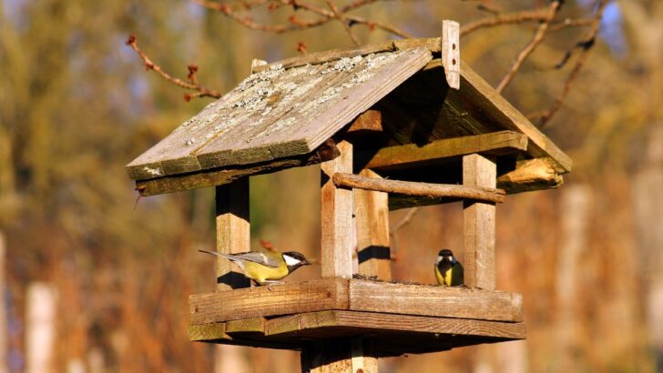 Why Wildlife Experts Are Telling People to Take Down Their Bird Feeders
