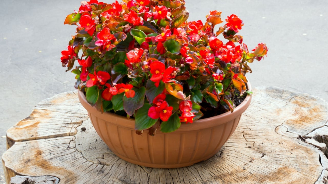 A flower pot stands on a tree stump