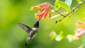 Ruby-Throated Hummingbird (Archilochus colubris) drinking nectar from a Lonicera Major Wheeler flower (Coral Honeysuckle)