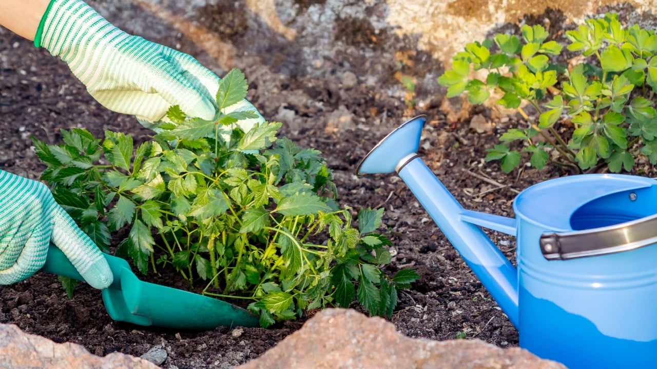 Planting plants Astilba/Astilbe on flower bed rockery