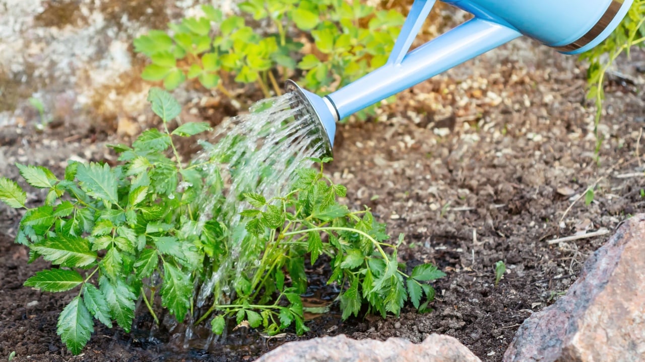 Planting Astilba/Astilbe plant on a flower bed rockeries - watering from watering can