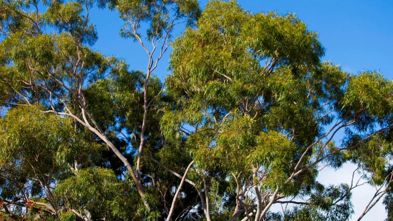 Lemon scented gum ,eucalyptus citriodora ,Corymbia citriodora has smooth, pale, uniform or slightly mottled bark, white to coppery in summer peeling off the tall scented tree in spring in flakes.