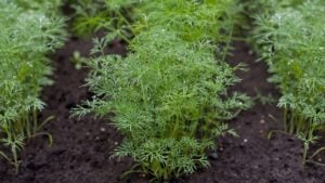 Fresh dill (Anethum graveolens) growing on the vegetable bed. Annual herb, family Apiaceae. Growing fresh herbs. Green plants in the garden, ecological agriculture for producing healthy food concept
