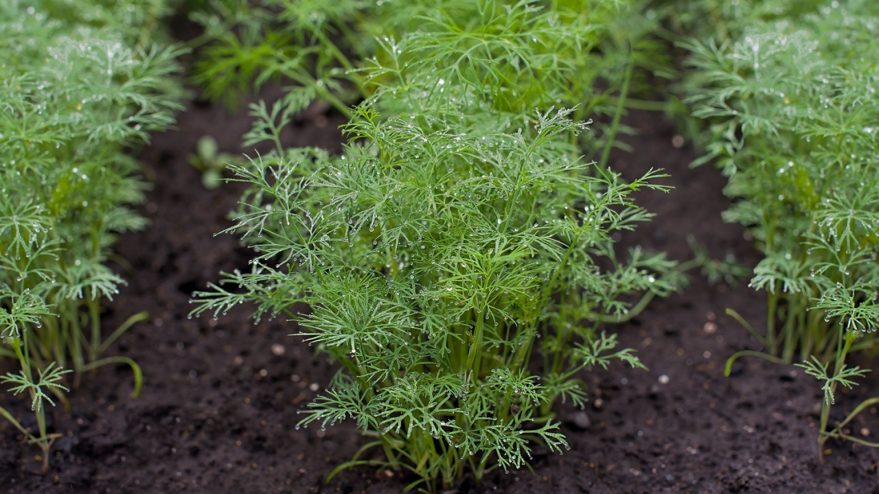 Fresh dill (Anethum graveolens) growing on the vegetable bed. Annual herb, family Apiaceae. Growing fresh herbs. Green plants in the garden, ecological agriculture for producing healthy food concept