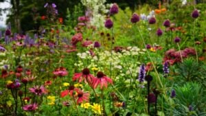 Beautiful garden flowers in the summer sun.