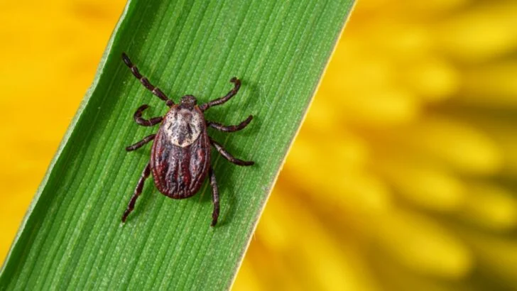 17 Plants to Add to Your Yard Because Ticks Don’t Like Them