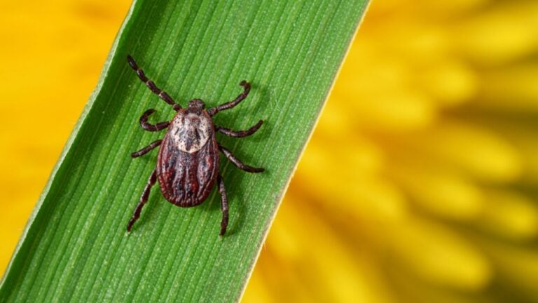 Macro photo of a tick crawling on a green grass blade against an orange dandelon on the blurred backgroun. Parasite spreading viruses of dangerous diseases like a meningitis and a borreliosis.