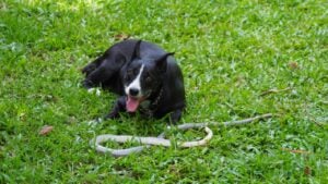 The small black dog fighting with snake until snake death