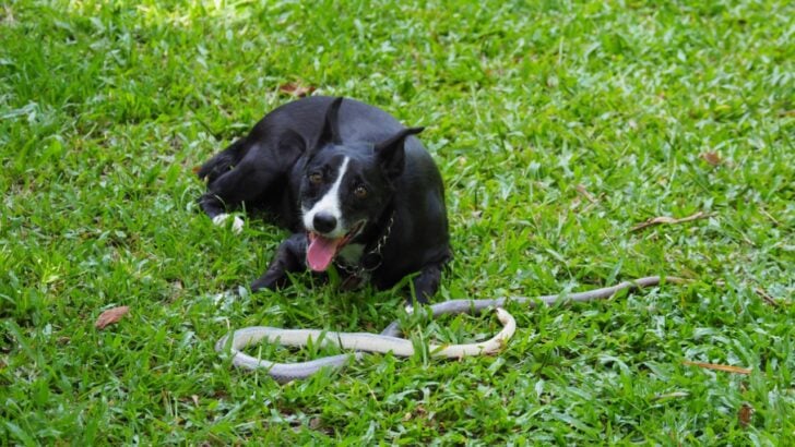 14 Snake‑Safety Tips Every Dog Owner Needs for Summer Yard Time